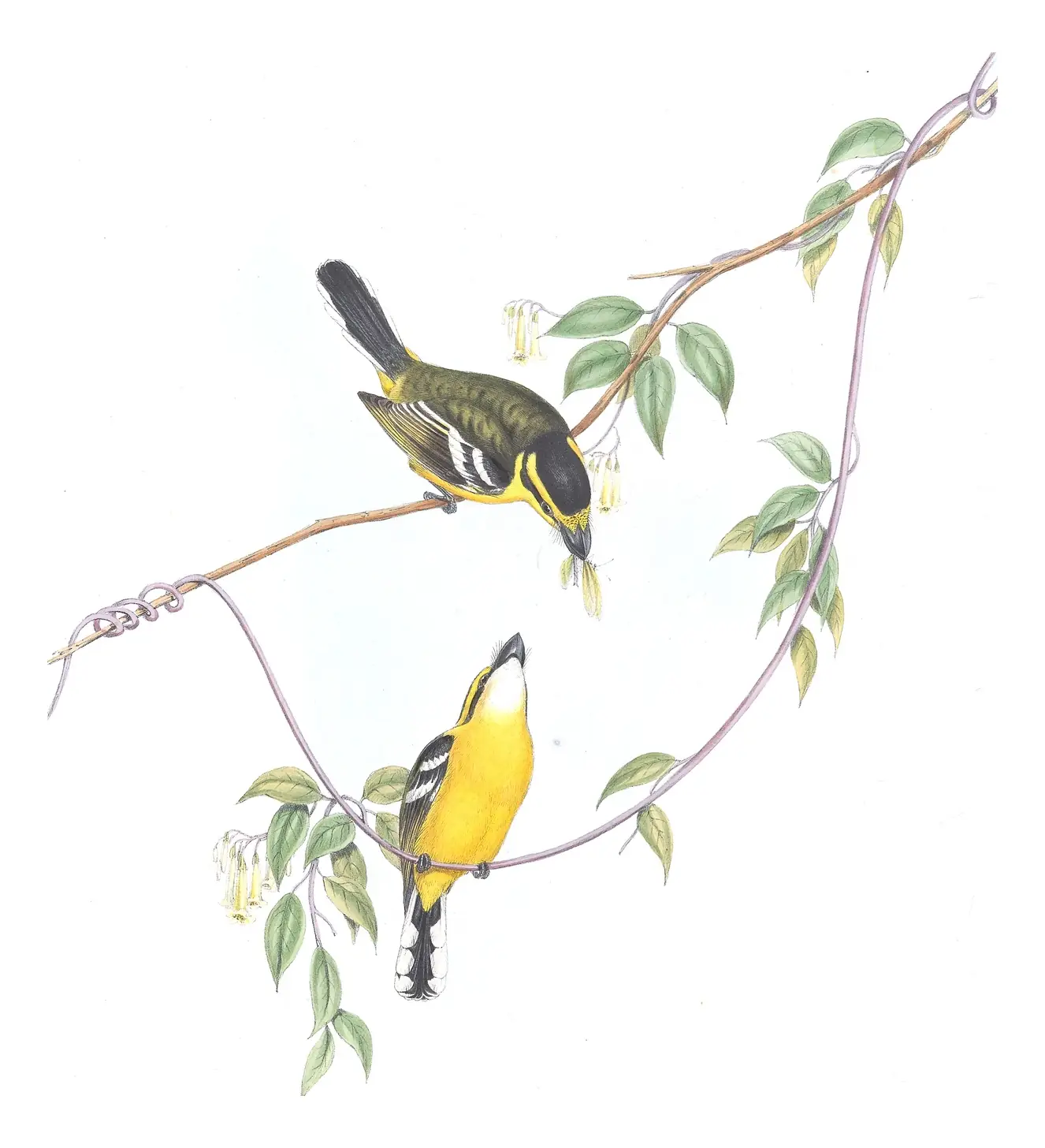 Supplement, plate 11 of Gould's The Birds of Australia: Yellow-breasted Boatbill (Machaerirhynchus flaviventer)