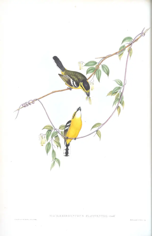 The whole sheet of supplement, plate 11, with its engraved caption