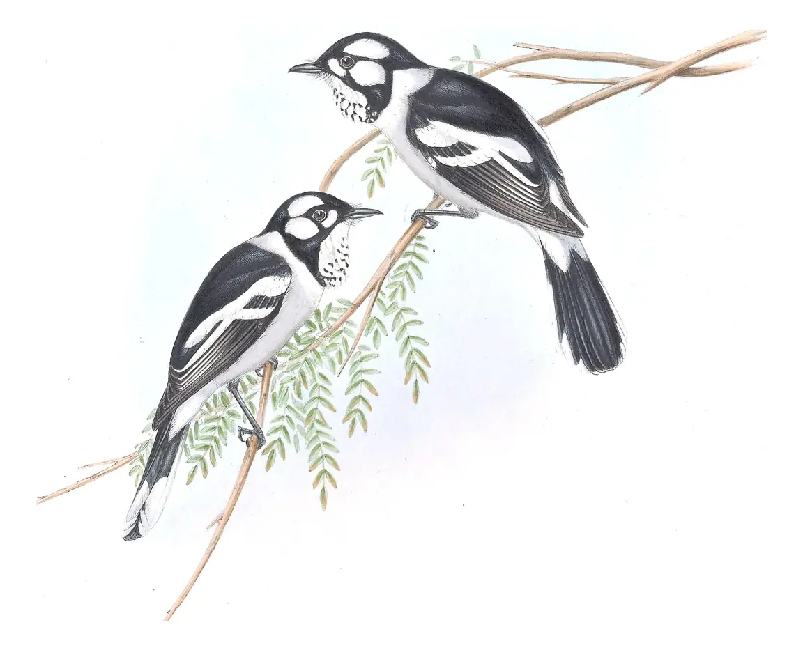 Supplement, plate 12 of Gould's The Birds of Australia: White-eared Monarch (Carterornis leucotis)