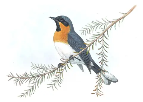 Supplement, plate 13 of Gould's The Birds of Australia: Australian Spectacled Monarch (Symposiachrus trivirgatus)