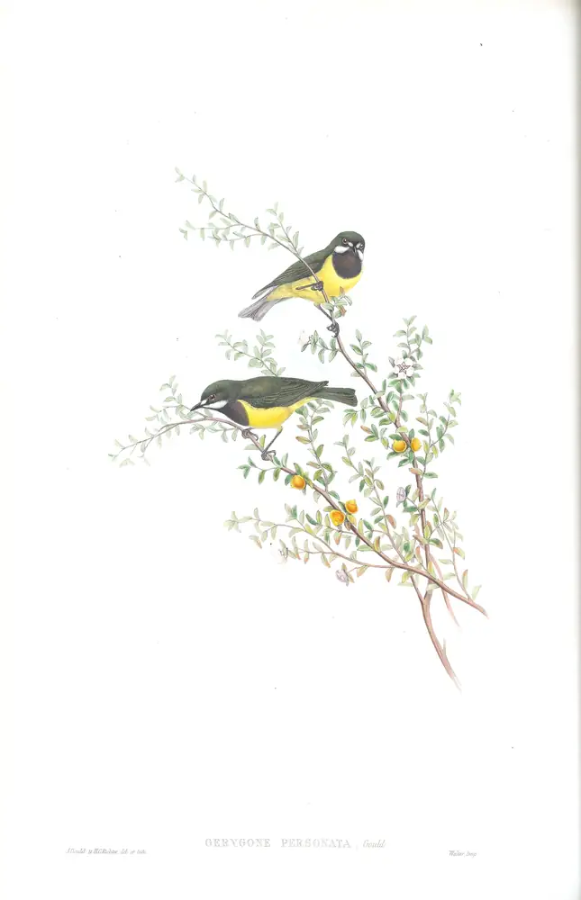 The whole sheet of supplement, plate 14, with its engraved caption