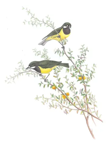 Supplement, plate 14 of Gould's The Birds of Australia: Fairy Gerygone (Gerygone palpebrosa)