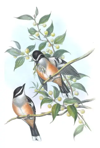 Supplement, plate 15 of Gould's The Birds of Australia: Buff-sided Robin (Poecilodryas cerviniventris)