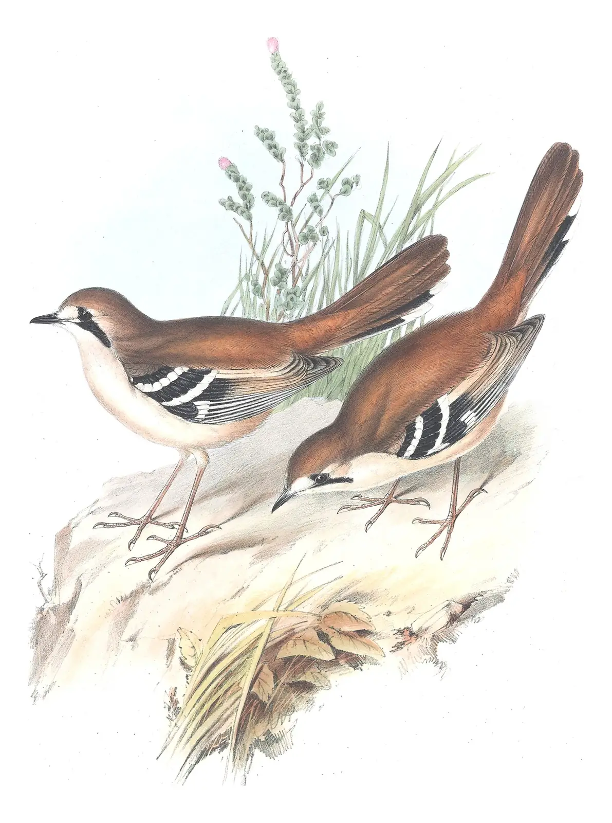 Supplement, plate 16 of Gould's The Birds of Australia: Northern Scrub-Robin (Drymodes superciliaris)