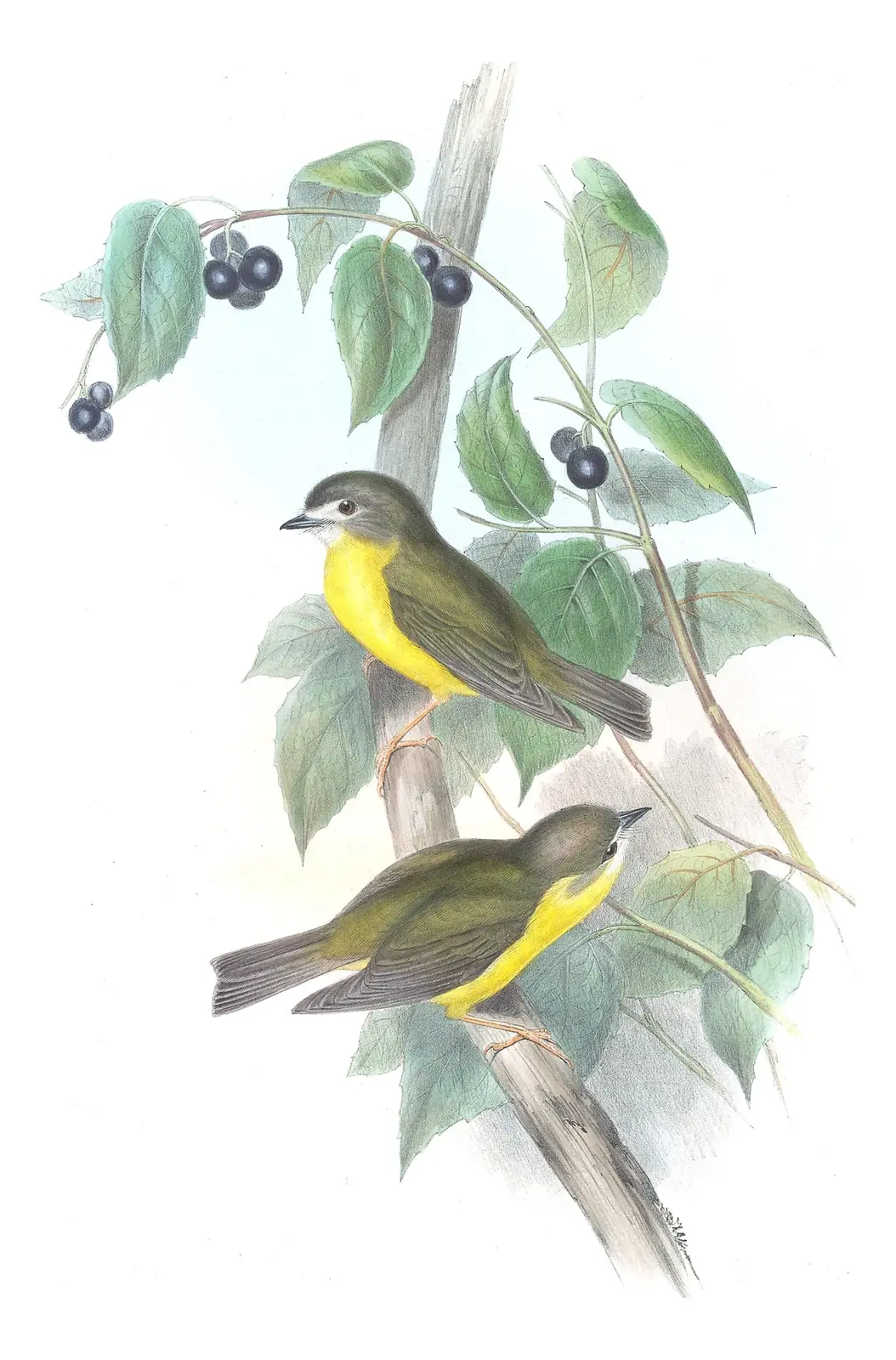 Supplement, plate 17 of Gould's The Birds of Australia: Pale-yellow Robin (Eopsaltria capito)