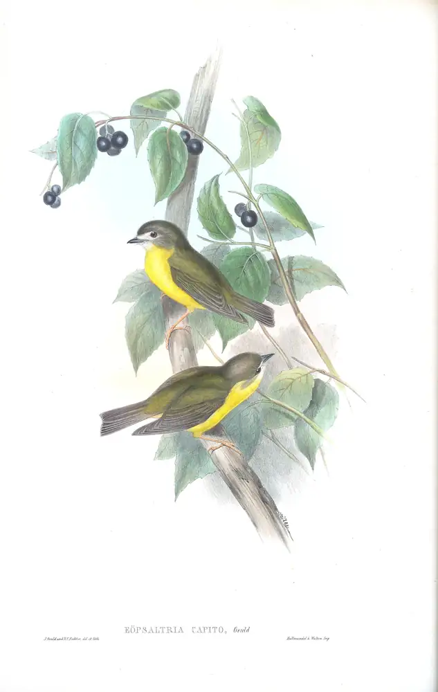 The whole sheet of supplement, plate 17, with its engraved caption