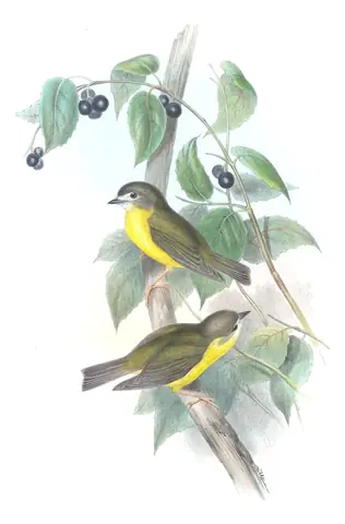 Supplement, plate 17 of Gould's The Birds of Australia: Pale-yellow Robin (Eopsaltria capito)