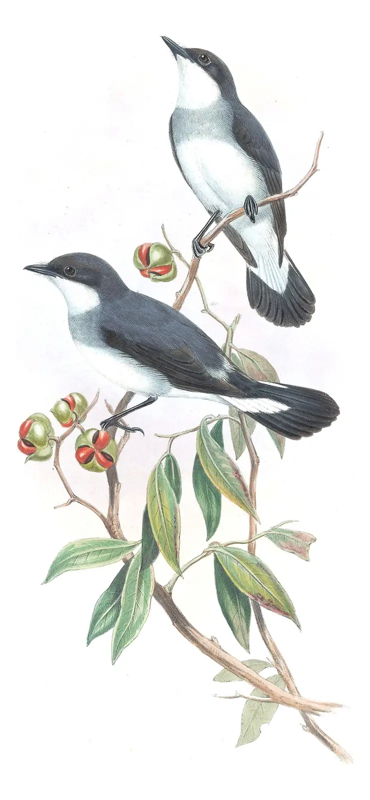Supplement, plate 18 of Gould's The Birds of Australia: Mangrove Robin (Melanodryas pulverulenta)