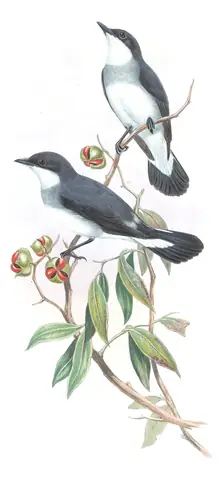 Supplement, plate 18 of Gould's The Birds of Australia: Mangrove Robin (Melanodryas pulverulenta)