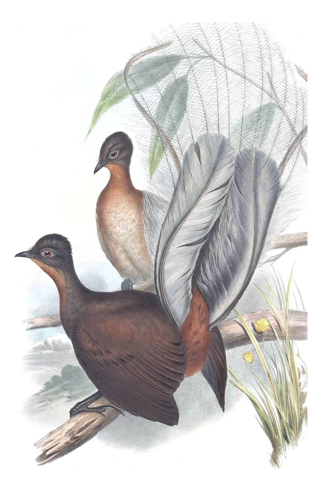 Supplement, plate 19 of Gould's The Birds of Australia: Albert's Lyrebird (Menura alberti)