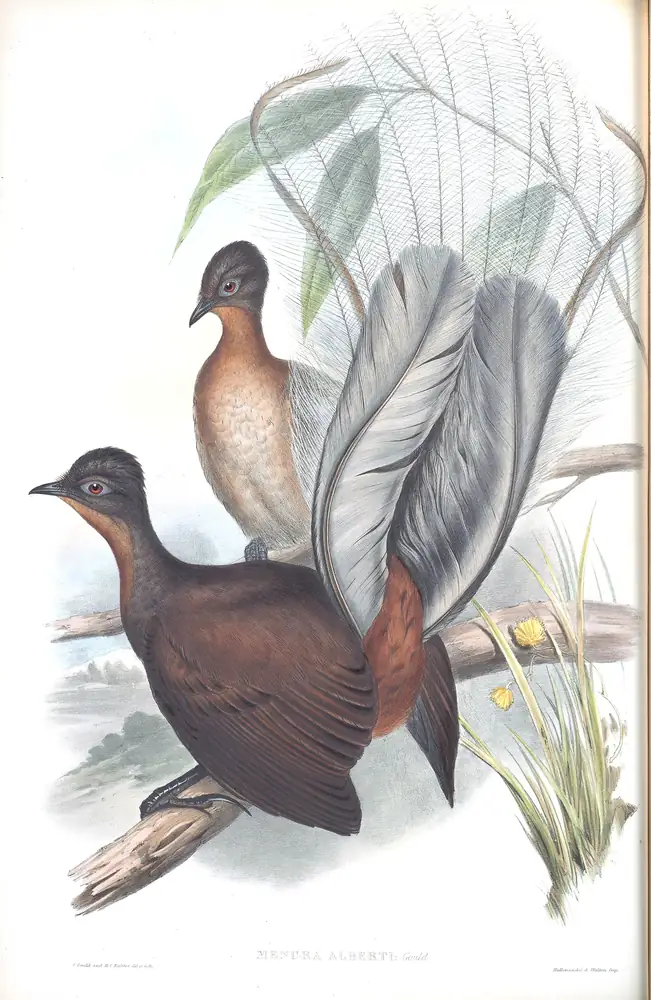 The whole sheet of supplement, plate 19, with its engraved caption