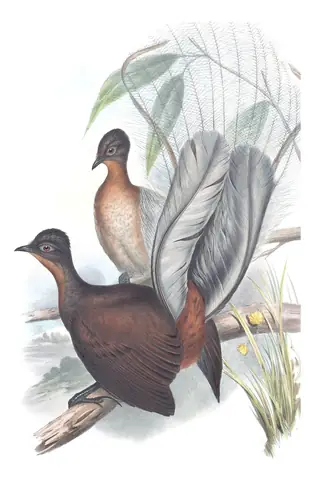 Supplement, plate 19 of Gould's The Birds of Australia: Albert's Lyrebird (Menura alberti)