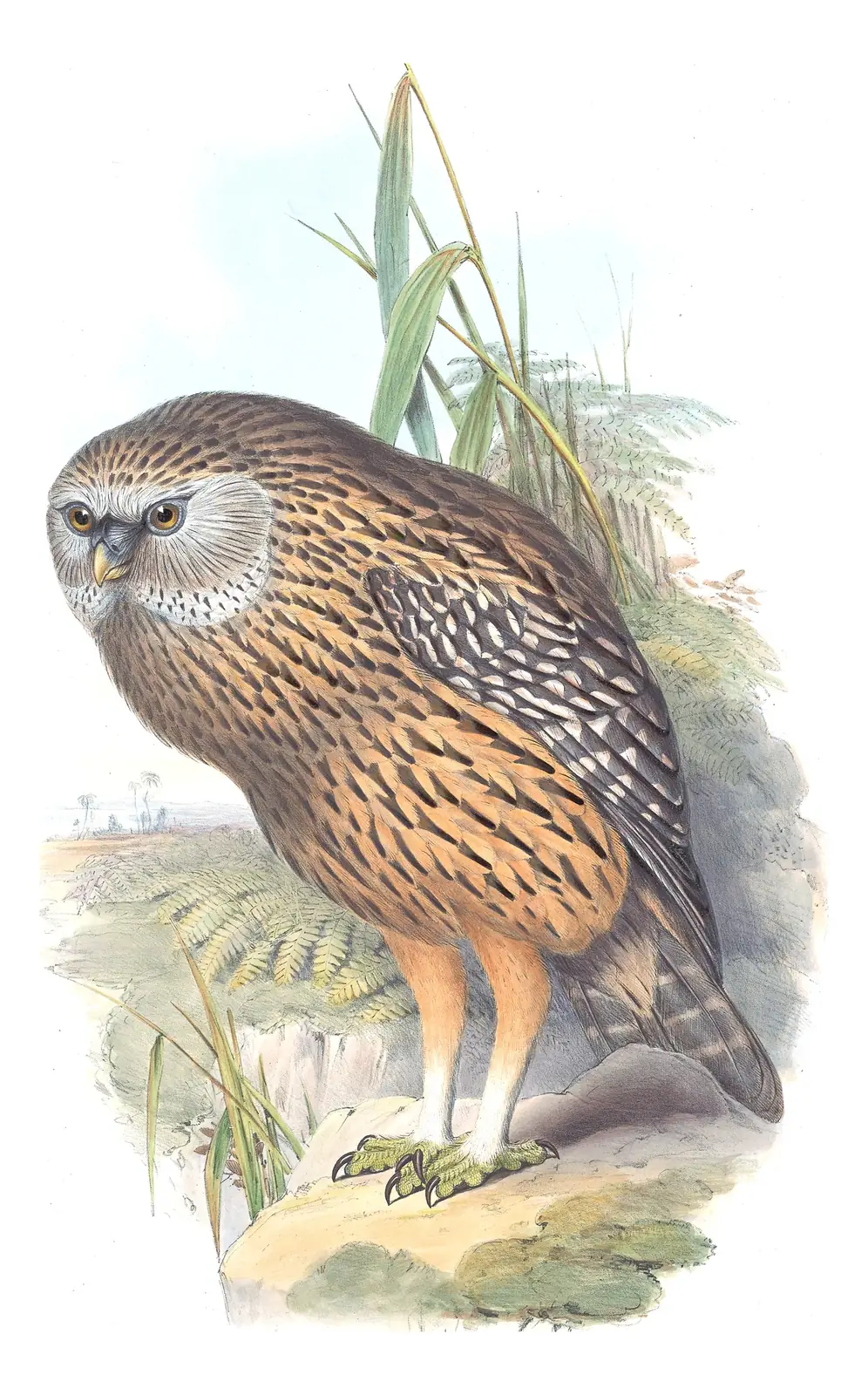Supplement, plate 2 of Gould's The Birds of Australia: Laughing Owl (Ninox albifacies)