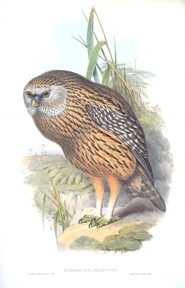 The whole sheet of supplement, plate 2, with its engraved caption