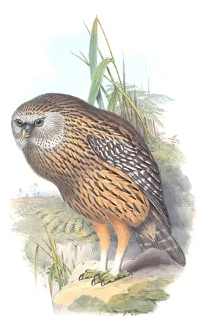 Supplement, plate 2 of Gould's The Birds of Australia: Laughing Owl (Ninox albifacies)