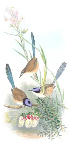 Supplement, plate 20 of Gould's The Birds of Australia: Purple-crowned Fairywren (Malurus coronatus)