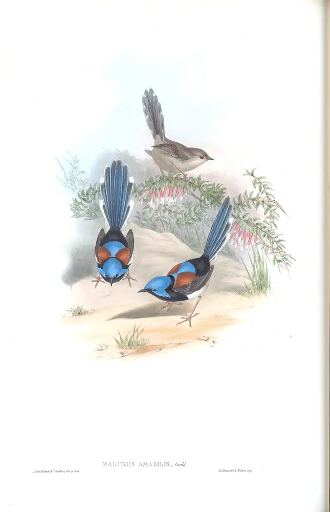 The whole sheet of supplement, plate 21, with its engraved caption