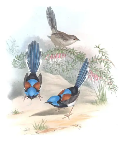 Supplement, plate 21 of Gould's The Birds of Australia: Lovely Fairywren (Malurus amabilis)