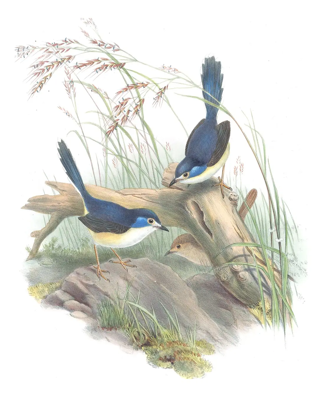 Supplement, plate 22 of Gould's The Birds of Australia: Lovely Fairywren (Malurus amabilis)
