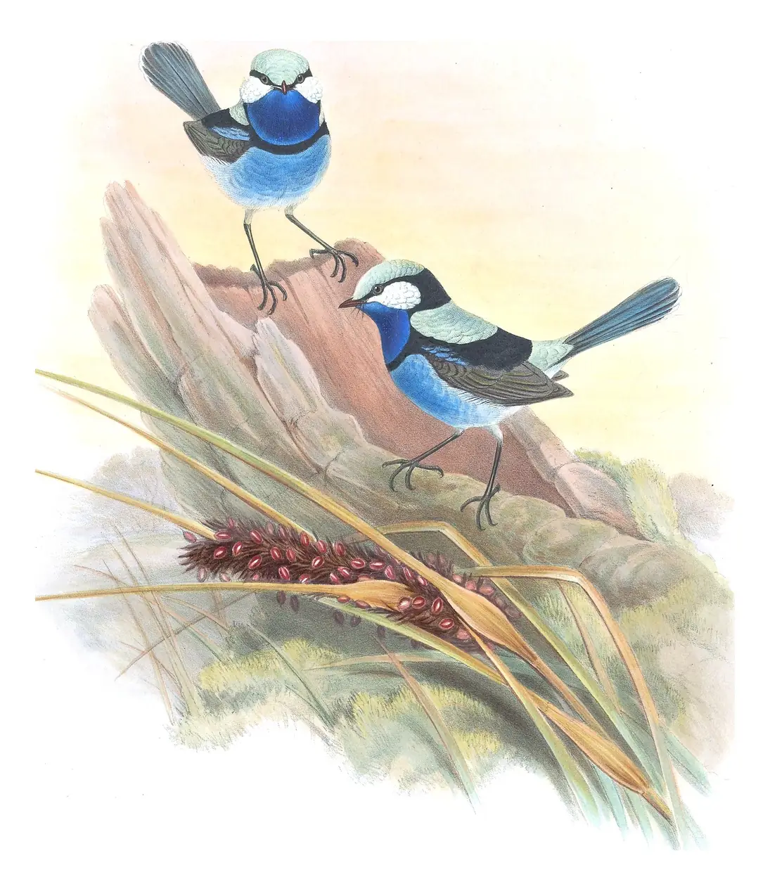 Supplement, plate 23 of Gould's The Birds of Australia: Splendid Fairywren (Malurus splendens)
