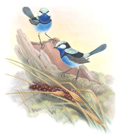 Supplement, plate 23 of Gould's The Birds of Australia: Splendid Fairywren (Malurus splendens)