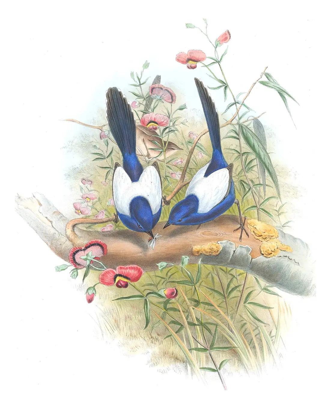 Supplement, plate 24 of Gould's The Birds of Australia: White-winged Fairywren (Malurus leucopterus)