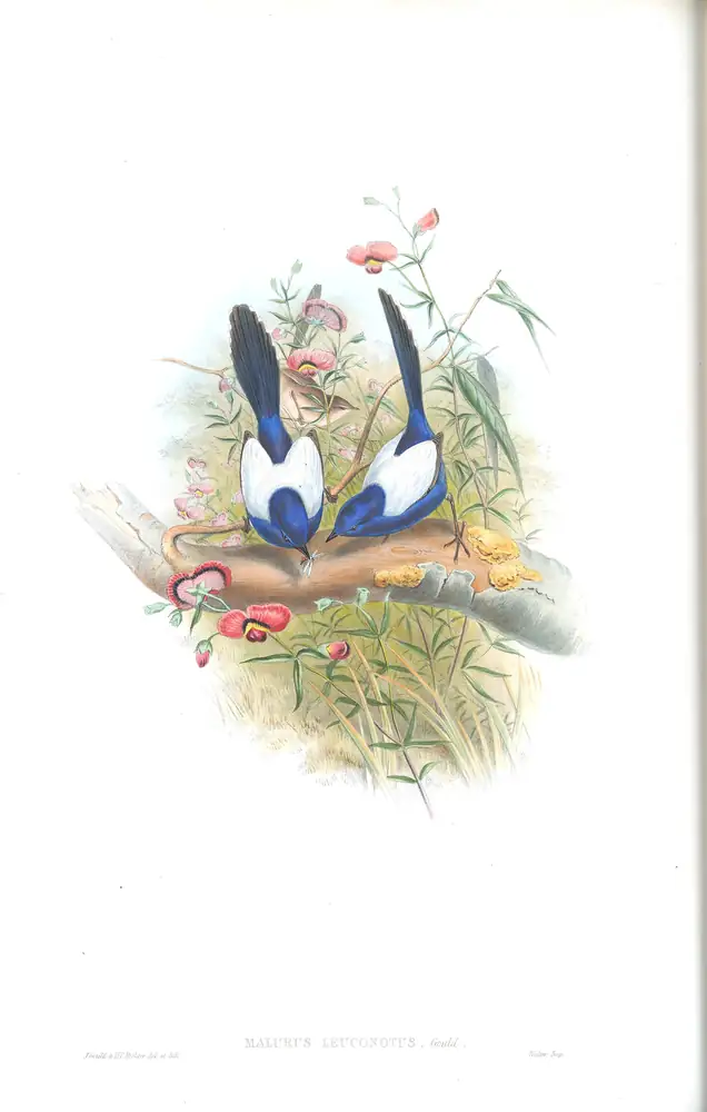 The whole sheet of supplement, plate 24, with its engraved caption