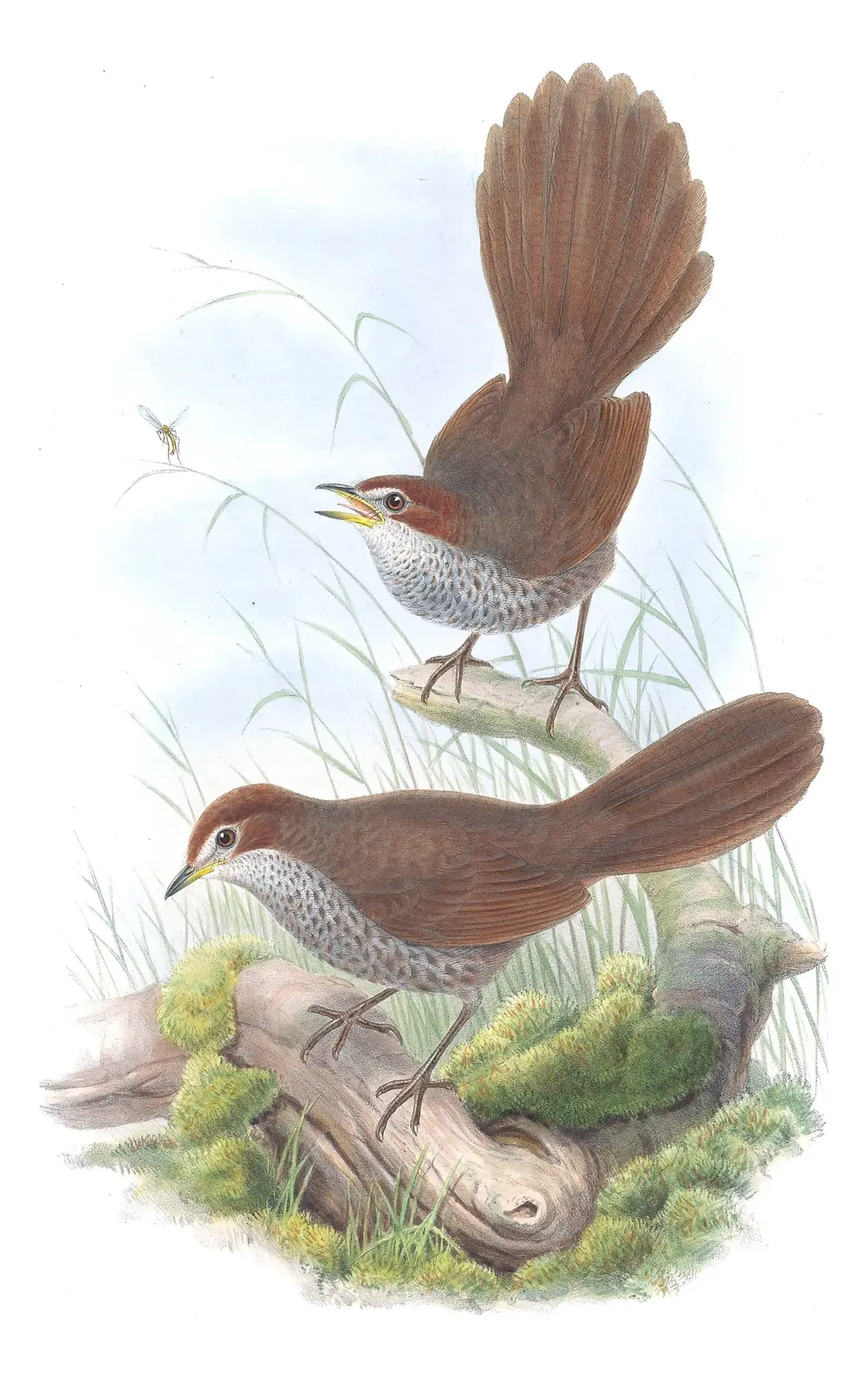 Supplement, plate 25 of Gould's The Birds of Australia: Rufous Bristlebird (Dasyornis broadbenti)