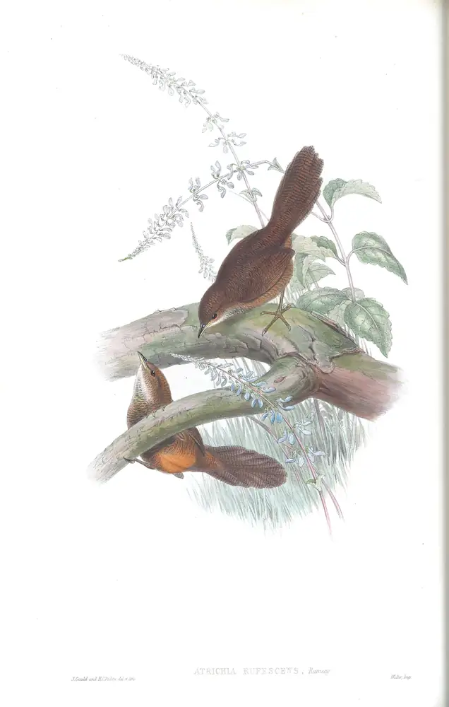 The whole sheet of supplement, plate 26, with its engraved caption