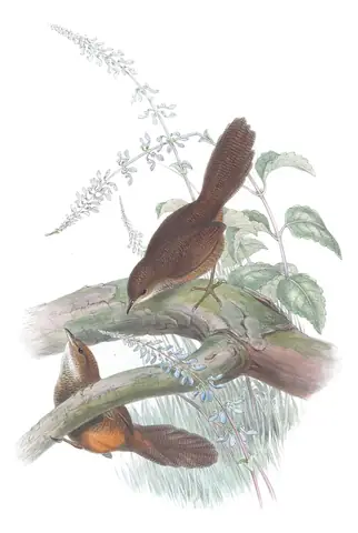 Supplement, plate 26 of Gould's The Birds of Australia: Rufous Scrub-bird (Atrichornis rufescens)