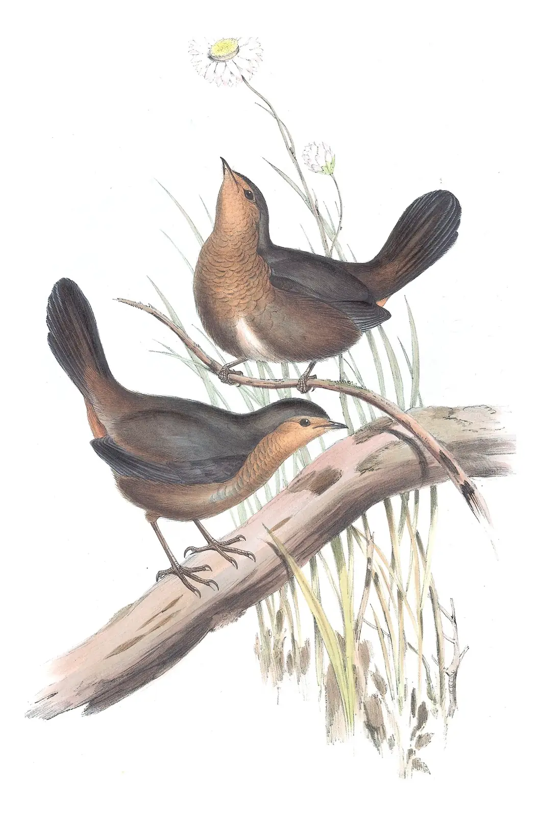 Supplement, plate 27 of Gould's The Birds of Australia: Pilotbird (Pycnoptilus floccosus)