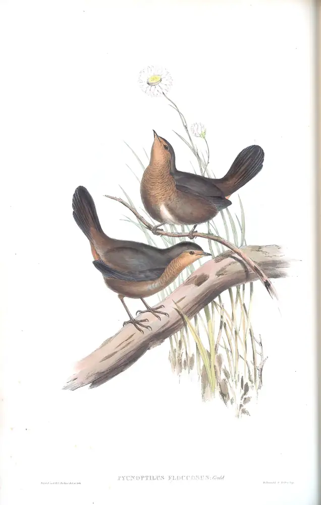The whole sheet of supplement, plate 27, with its engraved caption
