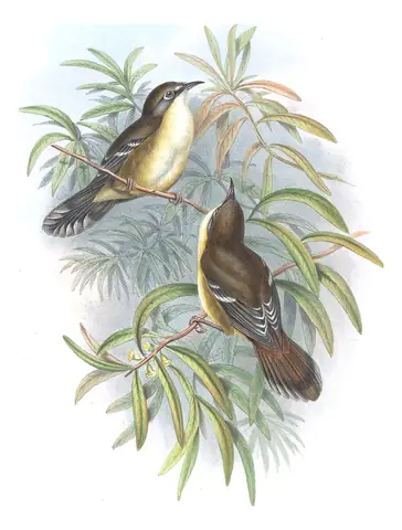 Supplement, plate 28 of Gould's The Birds of Australia: Scrubtit (Acanthornis magna)
