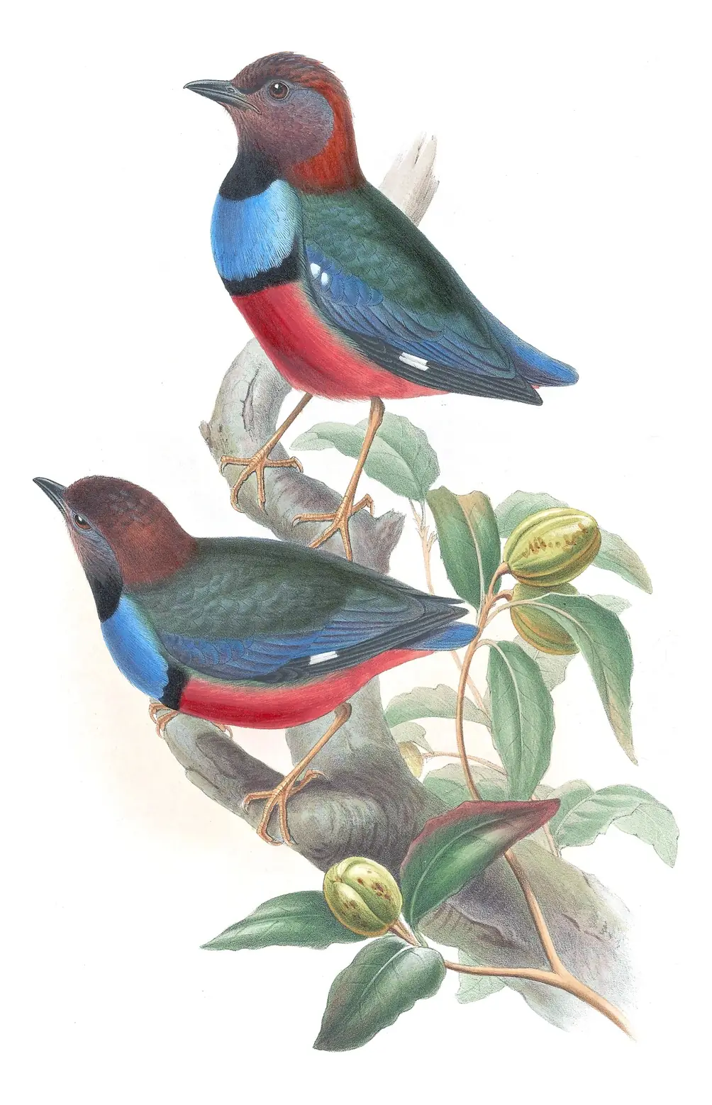 Supplement, plate 29 of Gould's The Birds of Australia: Papuan Pitta (Erythropitta macklotii)