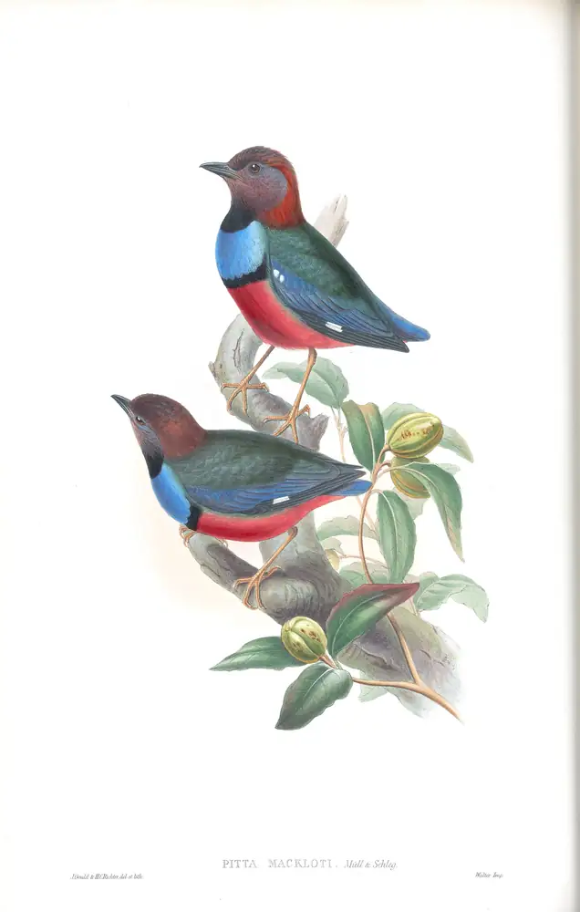 The whole sheet of supplement, plate 29, with its engraved caption