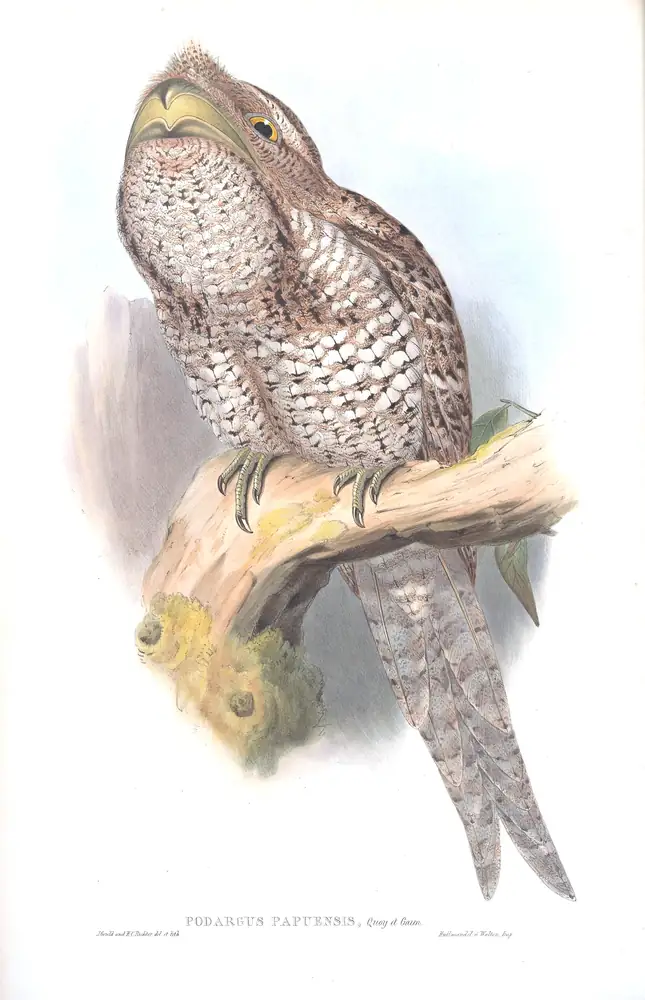 The whole sheet of supplement, plate 3, with its engraved caption
