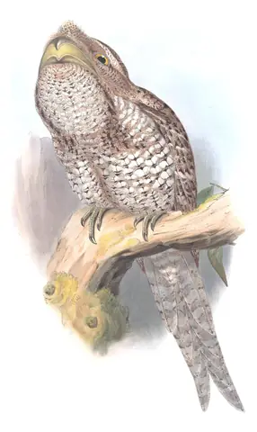 Supplement, plate 3 of Gould's The Birds of Australia: Papuan Frogmouth (Podargus papuensis)