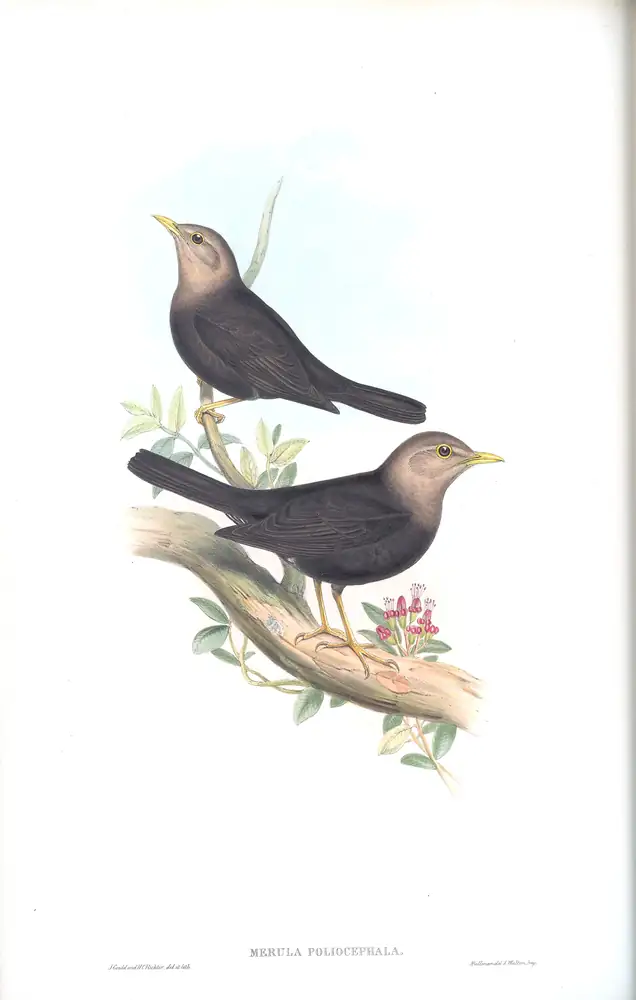 The whole sheet of supplement, plate 30, with its engraved caption