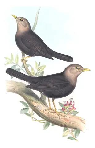 Supplement, plate 30 of Gould's The Birds of Australia: Tasman Sea Island-Thrush (Turdus poliocephalus)