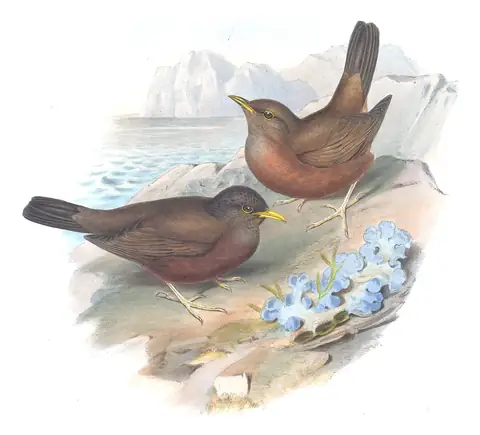 Supplement, plate 31 of Gould's The Birds of Australia: Tasman Sea Island-Thrush (Turdus poliocephalus)