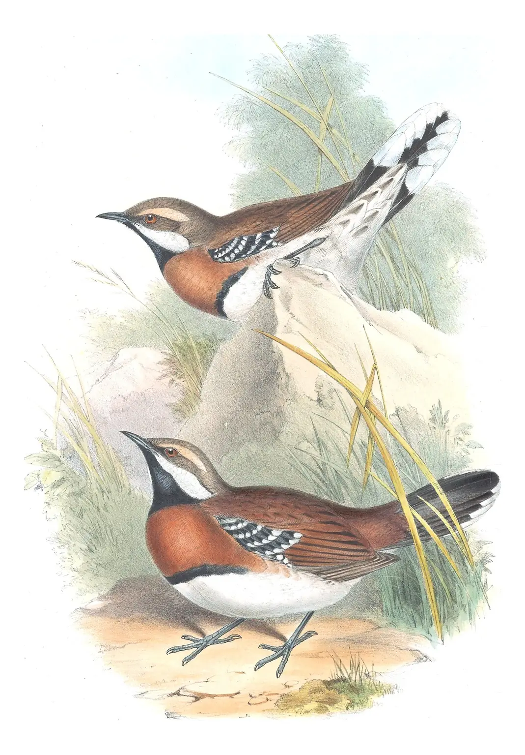 Supplement, plate 32 of Gould's The Birds of Australia: Chestnut-breasted Quail-thrush (Cinclosoma castaneothorax)