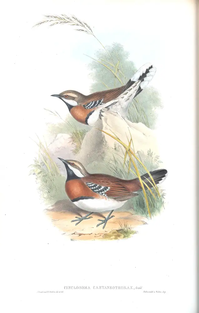 The whole sheet of supplement, plate 32, with its engraved caption