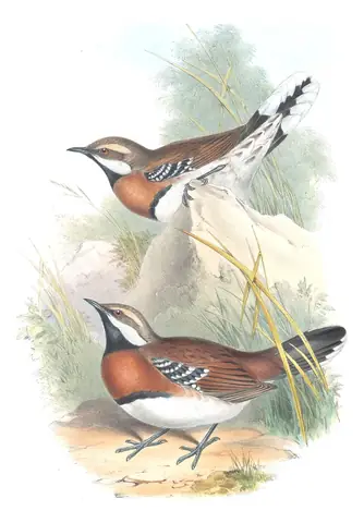 Supplement, plate 32 of Gould's The Birds of Australia: Chestnut-breasted Quail-thrush (Cinclosoma castaneothorax)