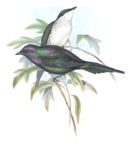 Supplement, plate 33 of Gould's The Birds of Australia: Metallic Starling (Aplonis metallica)