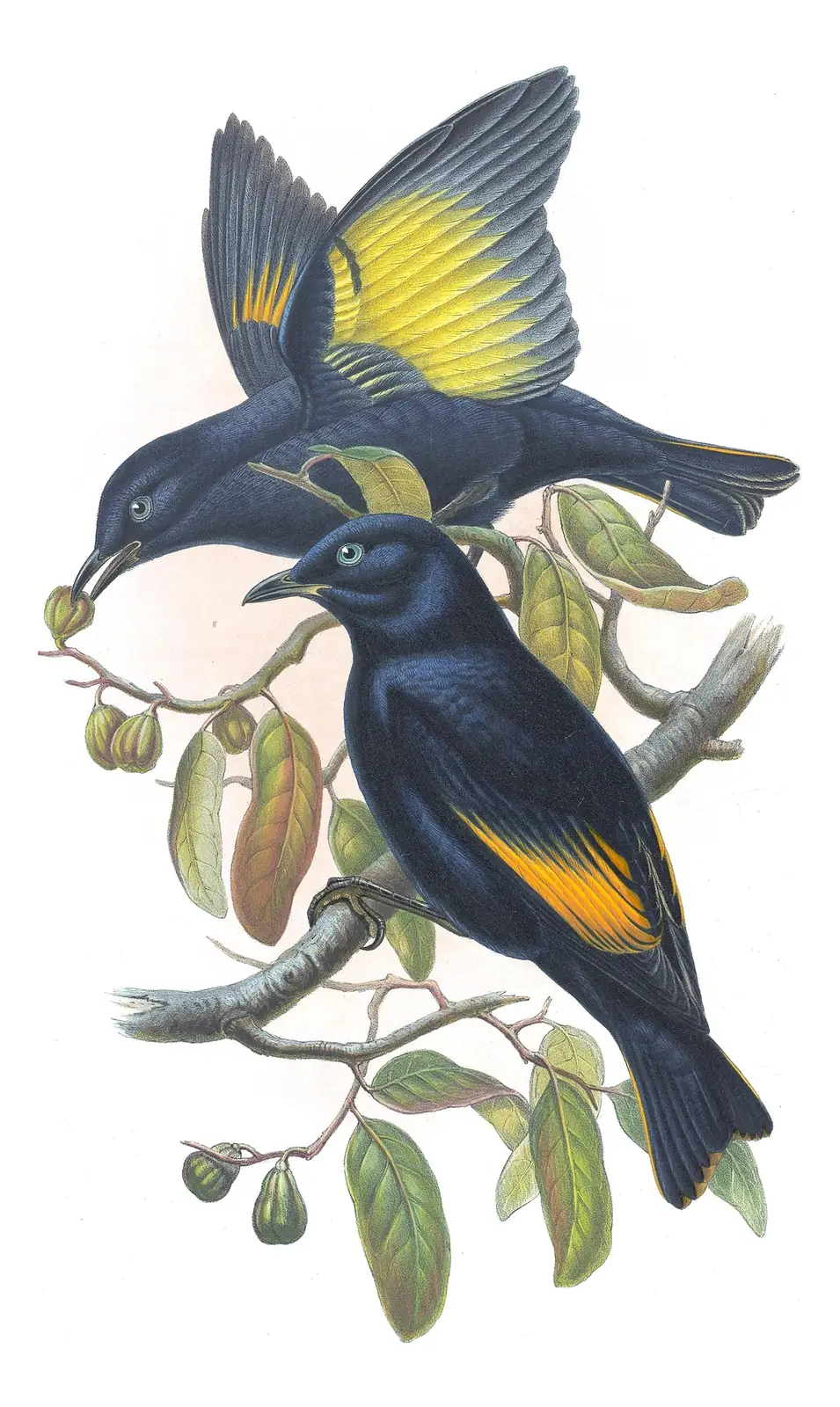 Supplement, plate 34 of Gould's The Birds of Australia: “Rawnsley's Bower-bird”, not identified