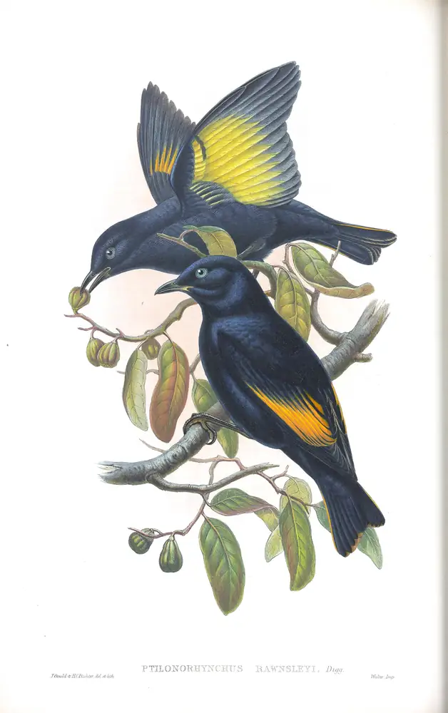The whole sheet of supplement, plate 34, with its engraved caption