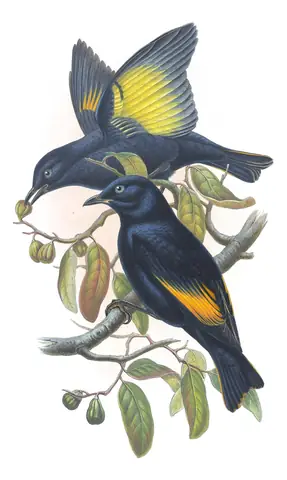 Supplement, plate 34 of Gould's The Birds of Australia: “Rawnsley's Bower-bird”, not identified