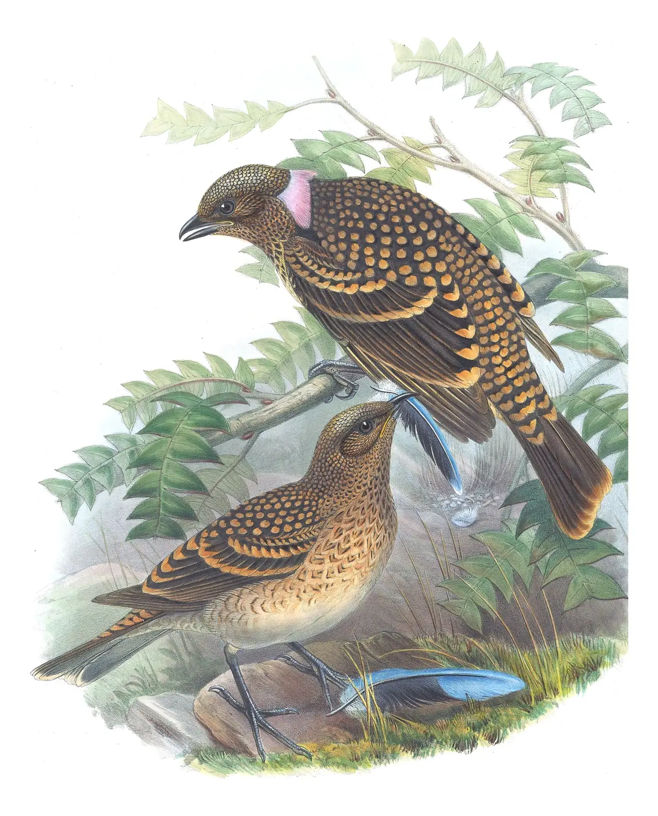 Supplement, plate 35 of Gould's The Birds of Australia: Western Bowerbird (Chlamydera guttata)