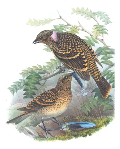Supplement, plate 35 of Gould's The Birds of Australia: Western Bowerbird (Chlamydera guttata)