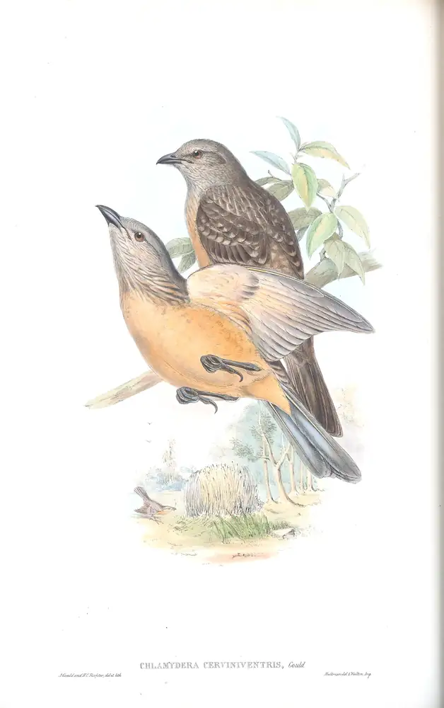 The whole sheet of supplement, plate 36, with its engraved caption